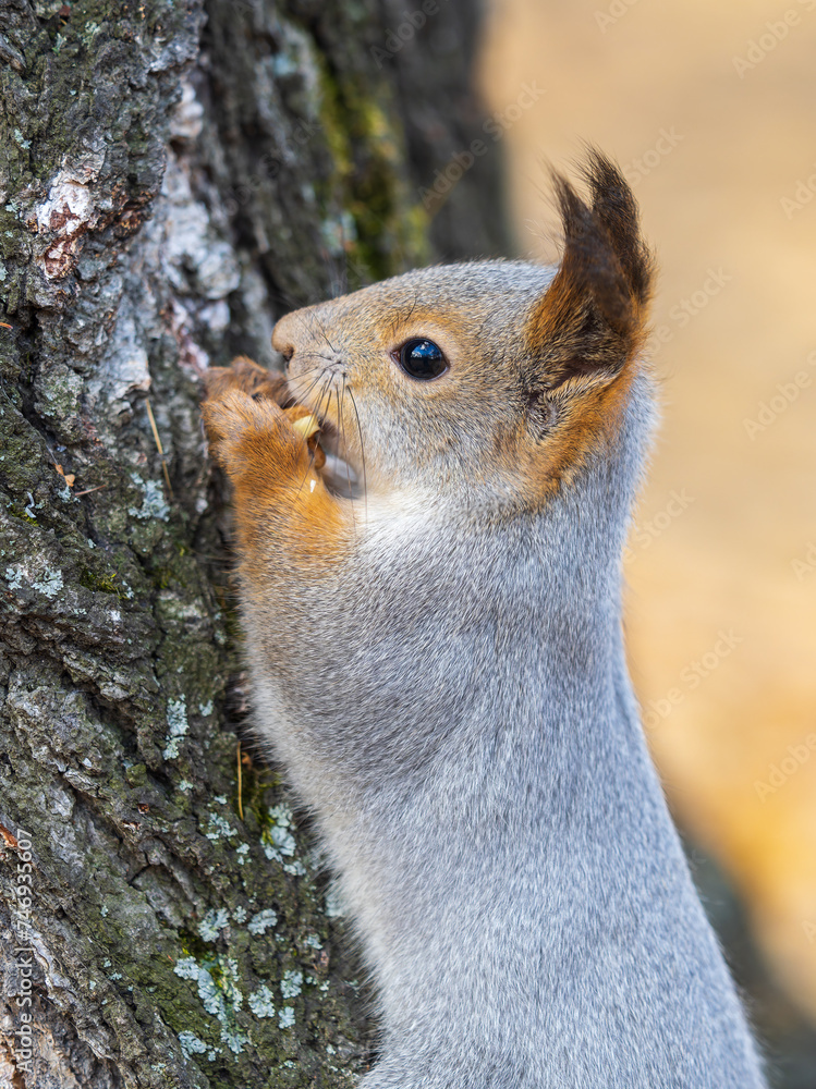 The squirrel with nut sits on a branches in the spring or summer. Portrait of the squirrel close-up