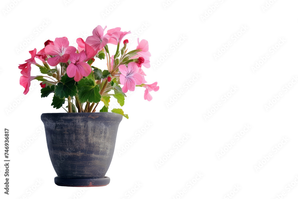 Pelargonium in a Magnificent View Isolated On Transparent Background