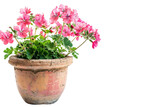 Pelargonium Display for Aesthetic Appeal Isolated On Transparent Background