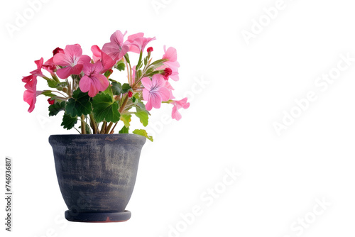 Pelargonium in a Magnificent View Isolated On Transparent Background