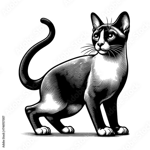 Black and white Thai cat. Vector illustration isolated on white. Vintage engraving style. 