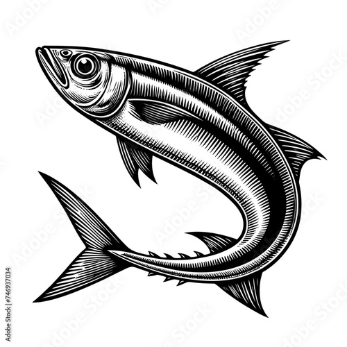 Black and white anchovy fish drawing. Vector sketch isolated on white background. Engraving style.  