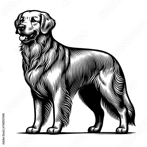Golden Retriever dog. Vector sketch isolated in white.. Engraving style.