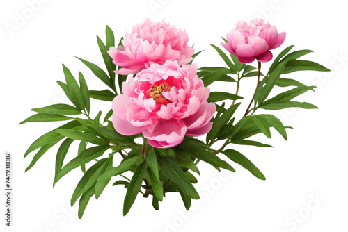 Peony Plant Isolated On Transparent Background © Cool Free Games