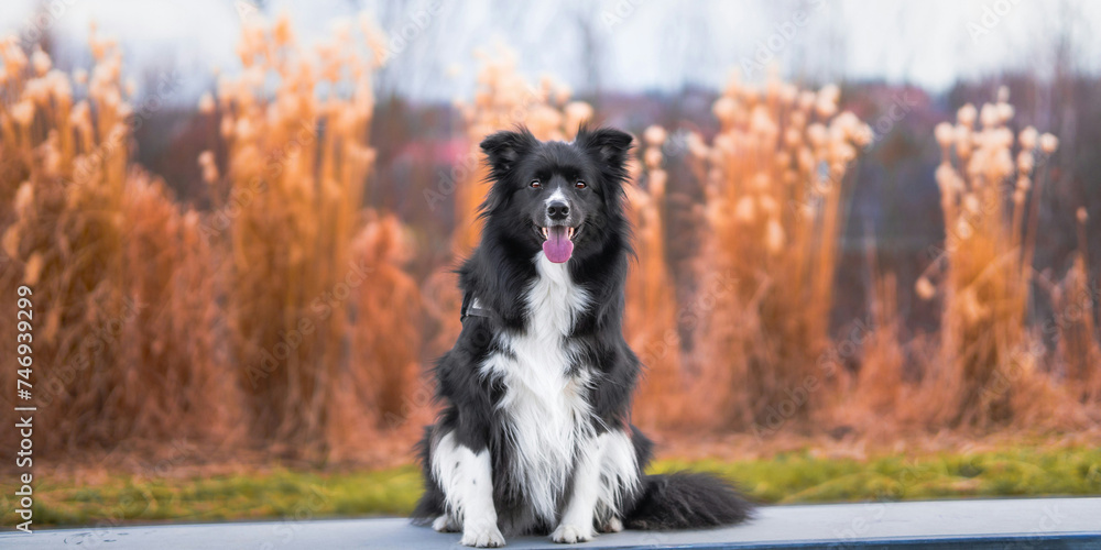 Obraz premium dog running in the park