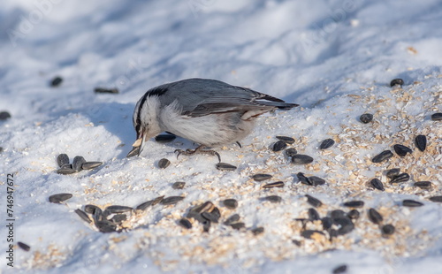 Common nuthatch (Sitta europaea) pecking at seeds in winter
