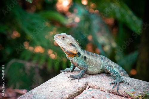 Water Dragon on a rock