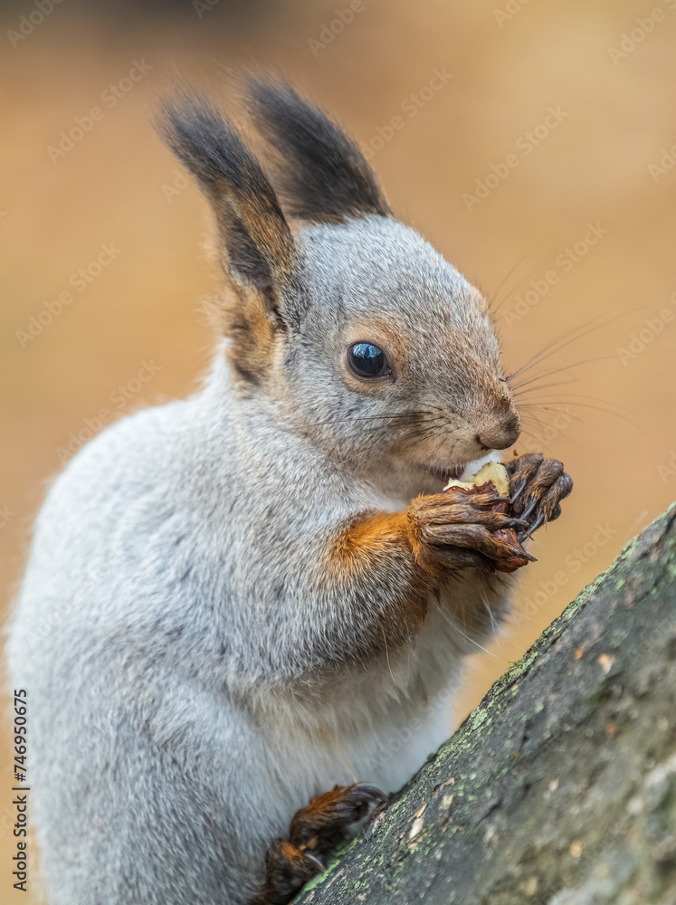 The squirrel with nut sits on tree in the autumn. Eurasian red squirrel, Sciurus vulgaris. The squirrel with nut sits on tree in the autumn. Eurasian red squirrel, Sciurus vulgaris.