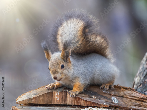 A squirrel sits on a stump and eats nuts in autumn. © Dmitrii Potashkin