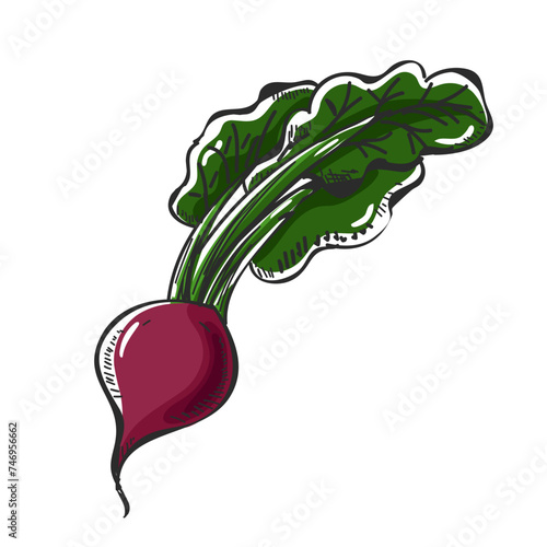 Vector illustration of beet.
