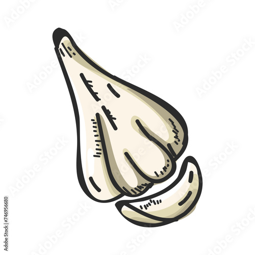 Illustration of garlic in flat style.