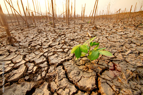 Konstfotografi lone green plant thrives amidst cracked, dry earth, symbolizing nature's resilience and the fight against climate change, showcasing life's ability to recover and flourish without human intervention