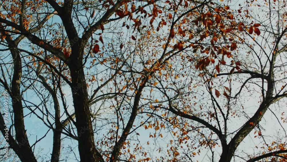 Slow-motion rotating shot, where golden orange leaves gently sway against a backdrop of blue skies. This serene scene is perfect for nature documentaries, atmospheric montages, or visual meditations, Slow-motion rotating shot, where golden orange leaves gently sway against a backdrop of blue skies. This serene scene is perfect for nature documentaries, atmospheric montages, or visual meditations,