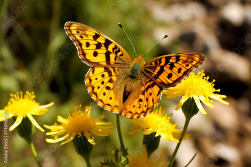 The Queen of Spain fritillary photo
