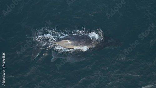 Aerial shot of a baby humpback whale swimming alongside its parent in Mozambique  photo