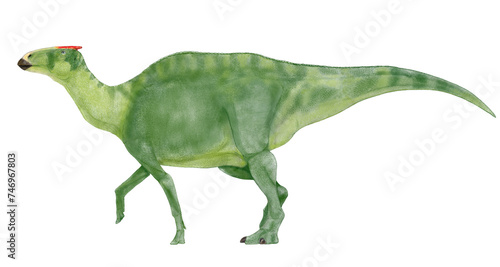 日本の恐竜カムイサウルス・ジャポニクス かつてはむかわ竜という名が付けられていたが、新種のハドロサウルス類であることが判明し2019年に記載され、初期のハドロサウルスの仲間としてハドロサウルス科ハドロサウルス亜科エドモントサウルス属となった。カムイはアイヌ語で『神』をあらわす。