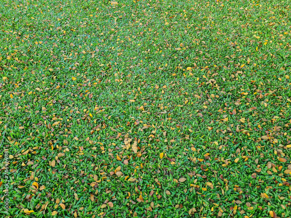 Autumn leaves fallen on green grass field Autumn leaves fallen on green grass field