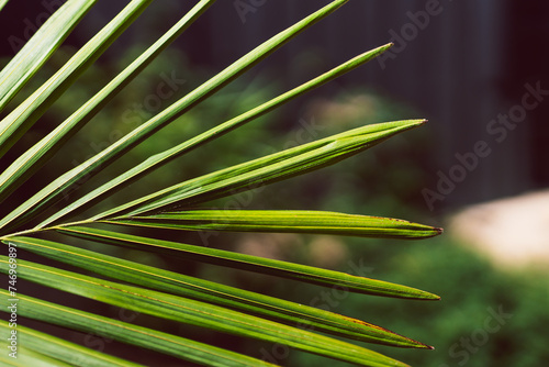 tropical looking fronds from palm tree plant  close-up shot at shallow depth of field