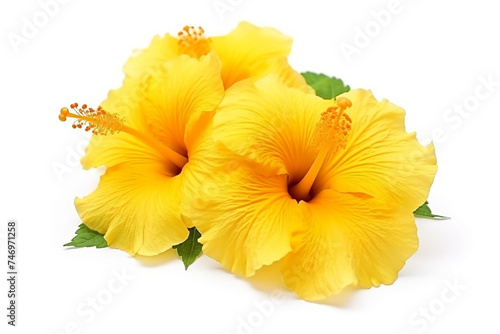 Yellow hibiscus flowers isolated on white background