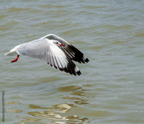 Slender Billed Gull in flight over lake in Orissa, India