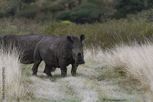 Lions and rhinos in Africa