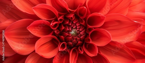Vibrant Close-Up of a Scarlet Flower in Full Bloom Shows Nature's Delicate Beauty and Elegance