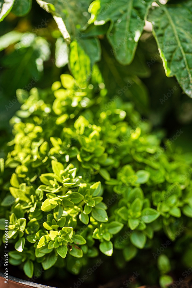 Obraz premium organic basil in the garden