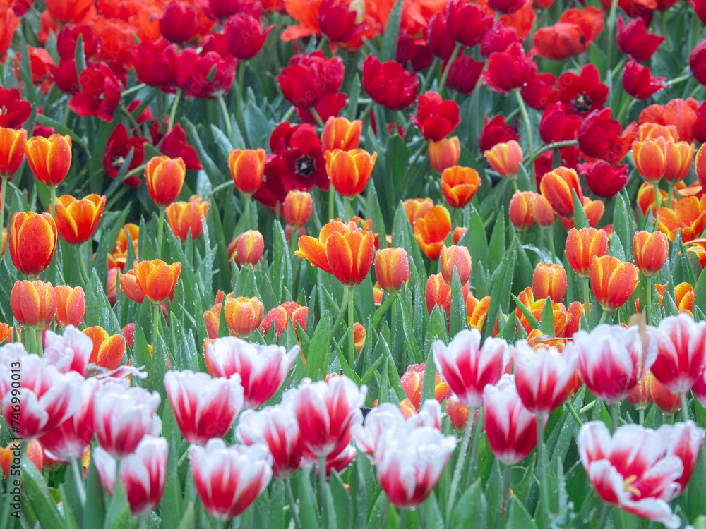 blooming tulip flower at the flowerbed in the garden blooming tulip flower at the flowerbed in the garden