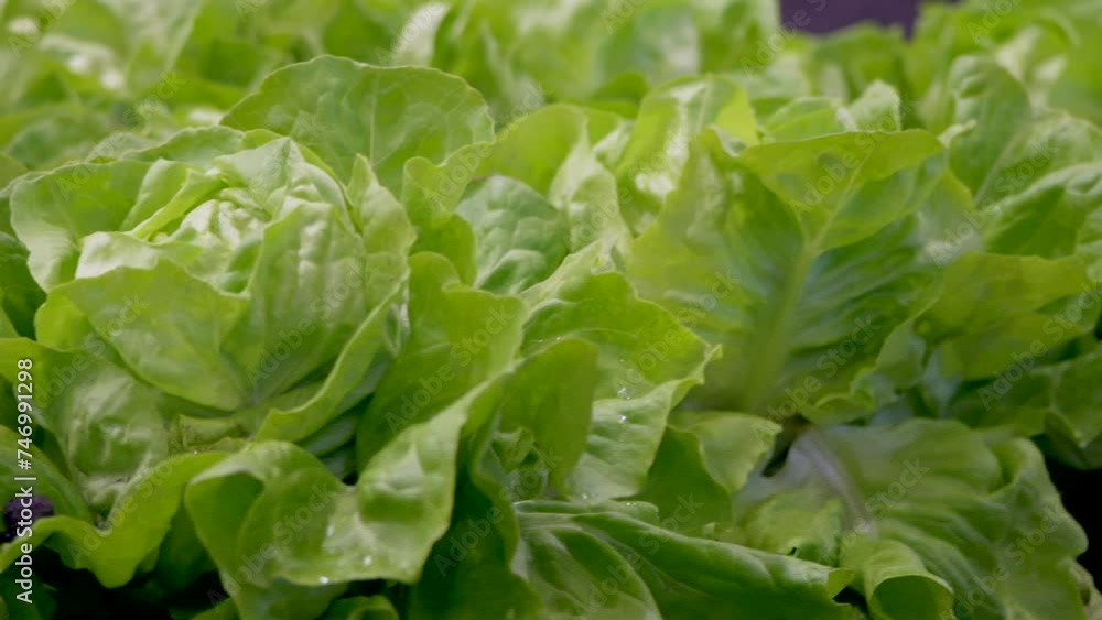 Green fresh lettuce heads growing on farm field. Sunny day on agricultural countryside in Switzerland. Panning close up. Green fresh lettuce heads growing on farm field. Sunny day on agricultural countryside in Switzerland. Panning close up.