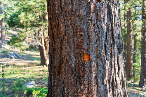 Marked tree with orange dot in western forest during forestry operations on public land. Tree markings could indicate a project boundary, decision to take a tree, decision to leave a tree.