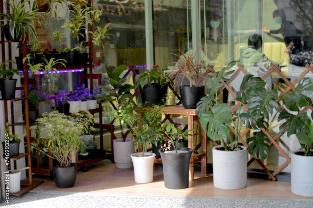 Beautiful bonsai designs for indoor planting - Nageia nagi, Rohdea japonica, Chlorophytum comosum, Tillandsia, Platycerium, Euphorbia leucocephala Lotsy - obrazy, fototapety, plakaty 