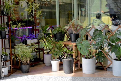 Beautiful bonsai designs for indoor planting - Nageia nagi, Rohdea japonica, Chlorophytum comosum, Tillandsia, Platycerium, Euphorbia leucocephala Lotsy photo