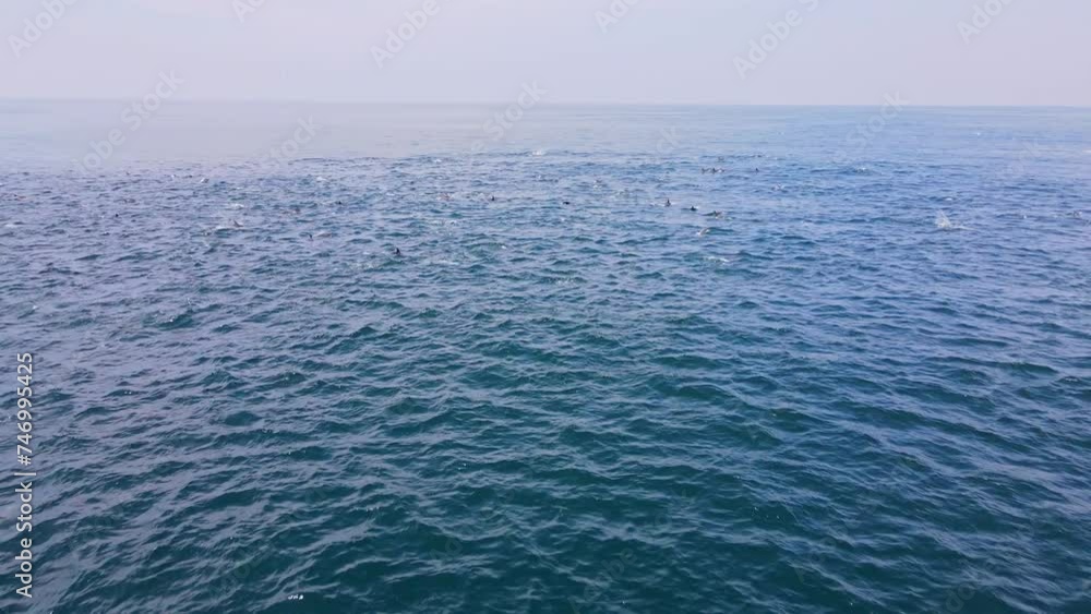 Big pod of common dolphins swimming along azure blue Atlantic sea surface Big pod of common dolphins swimming along azure blue Atlantic sea surface