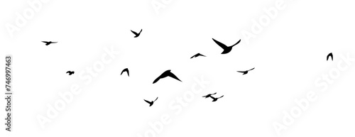 Flying birds silhouette flock. hand drawing. Not AI, Vector illustration photo