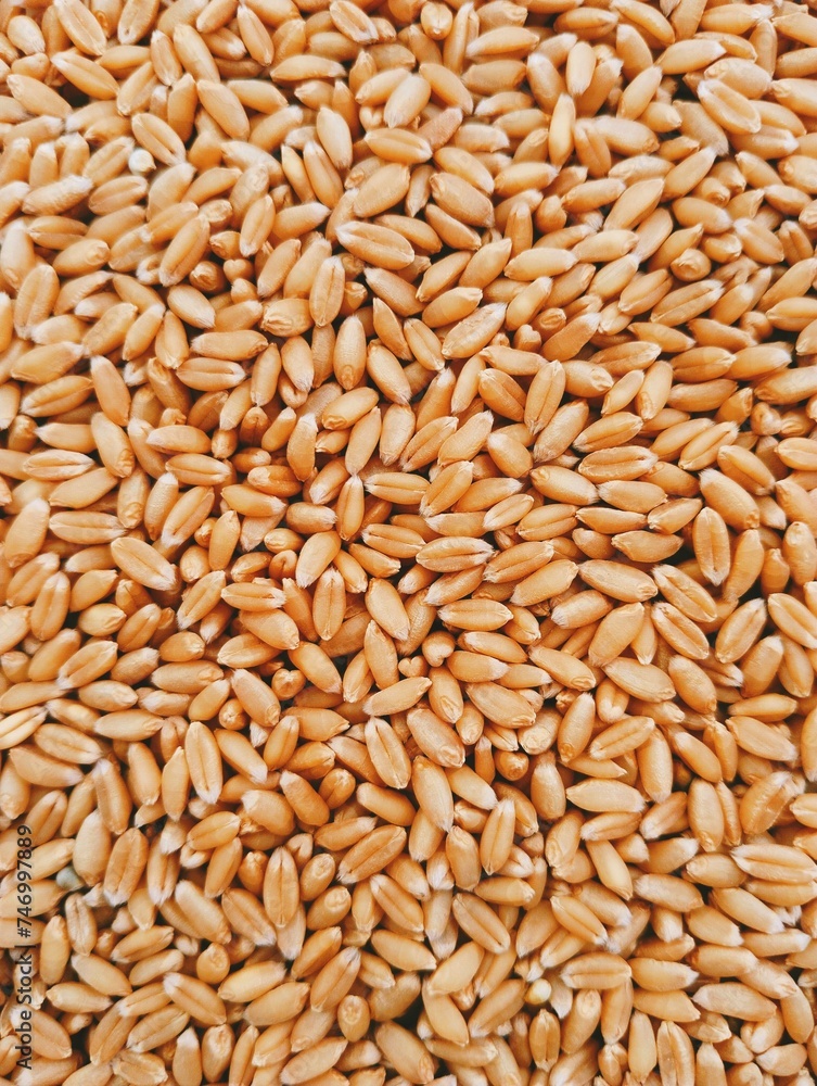 Wheat seeds whole dried staple food in a bowl cereal grain common-wheat seed heap pile gandum gehoon beej graines de ble sementes de trigo weizensamen semillas de trigo closeup image stockphoto photo Wheat seeds whole dried staple food in a bowl cereal grain common-wheat seed heap pile gandum gehoon beej graines de ble sementes de trigo weizensamen semillas de trigo closeup image stockphoto photo