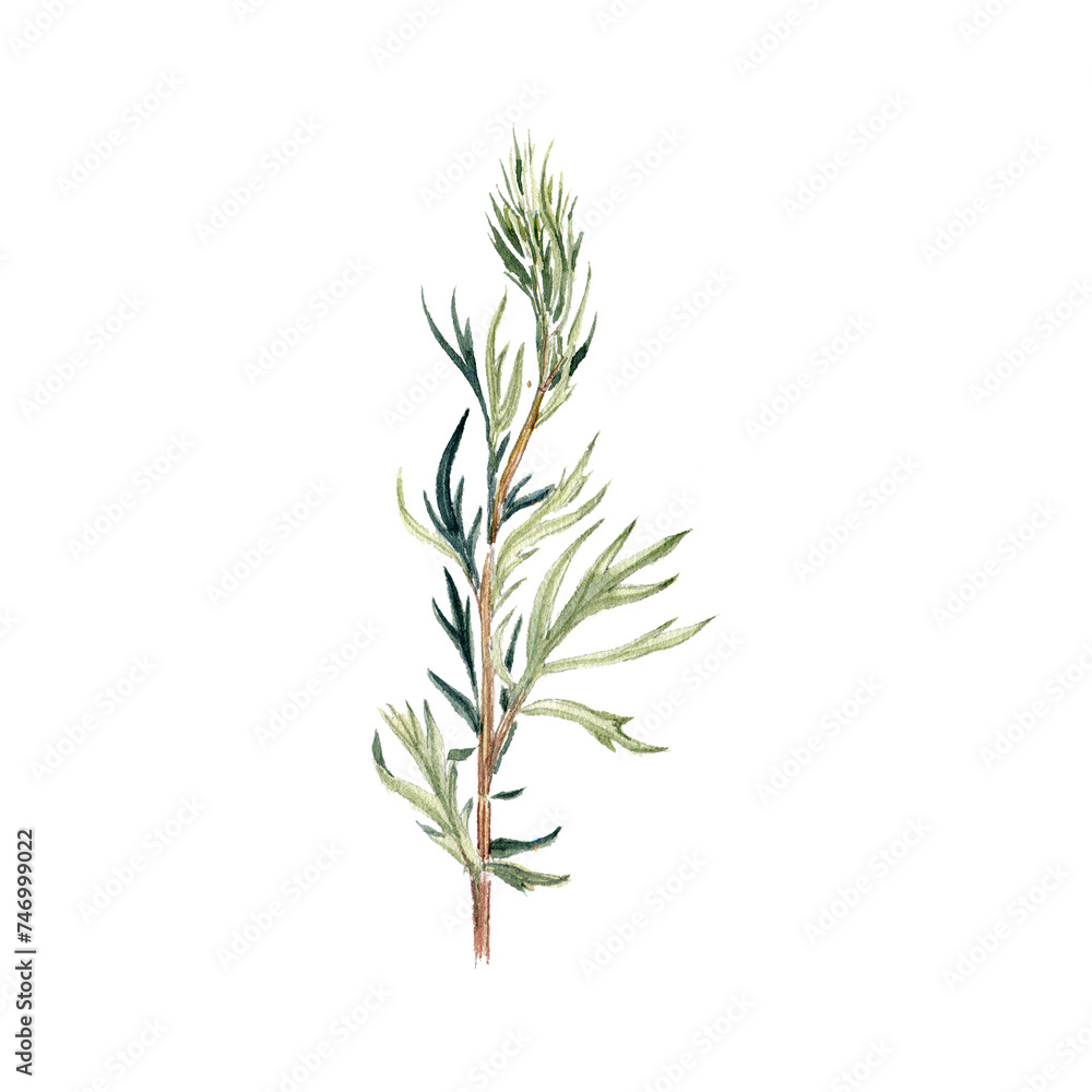 Naklejka premium watercolor drawing plant of mugwort with leaves isolated at white background,Artemisia vulgaris , natural element, hand drawn botanical illustration