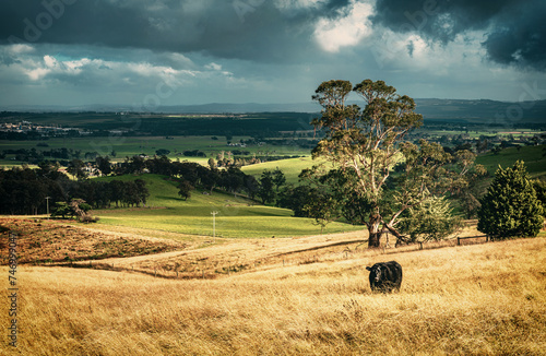 The view of a cattle wandering in the grassland in the countryside in Gippsland near Tyers, Victoria photo