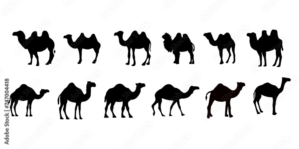 silhouette of a black camel standing silhouette of a black camel standing