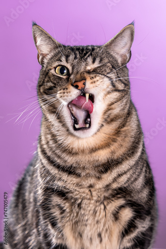Portrait of a cat winking