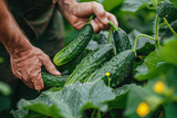 A hand grabbing a cucumber from plant in field