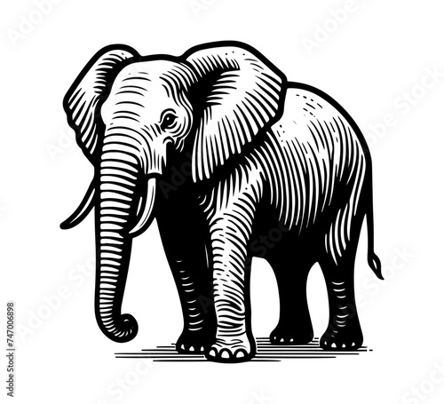 african elephant hand drawn vector illustration