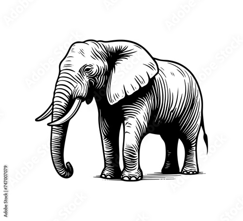 african elephant hand drawn vector illustration