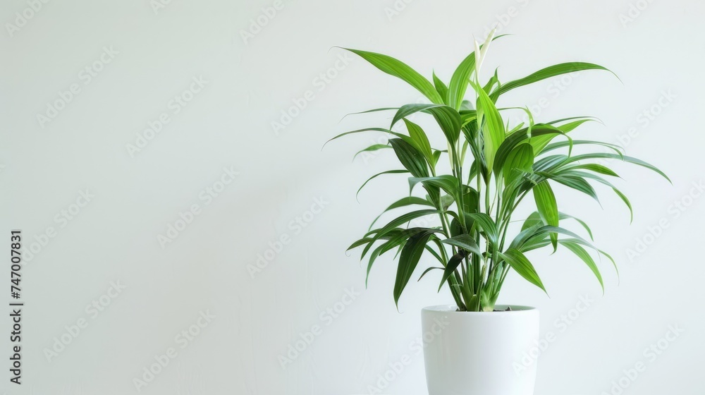 Green plants in houseplants, plant in flowerpot