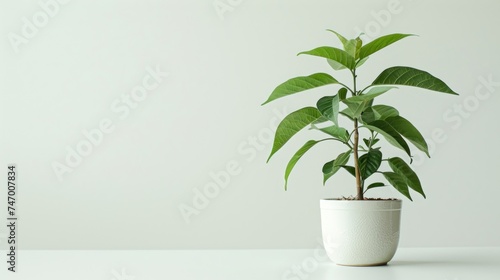 Green plants in houseplants, plant in flowerpot © Rozeena