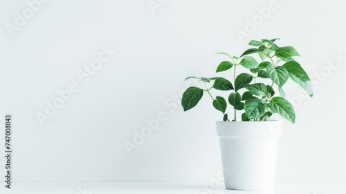 Green plants in houseplants, plant in flowerpot