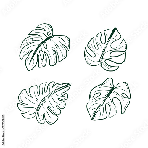 Vector about Hand drawn monstera leaves © Natthajira