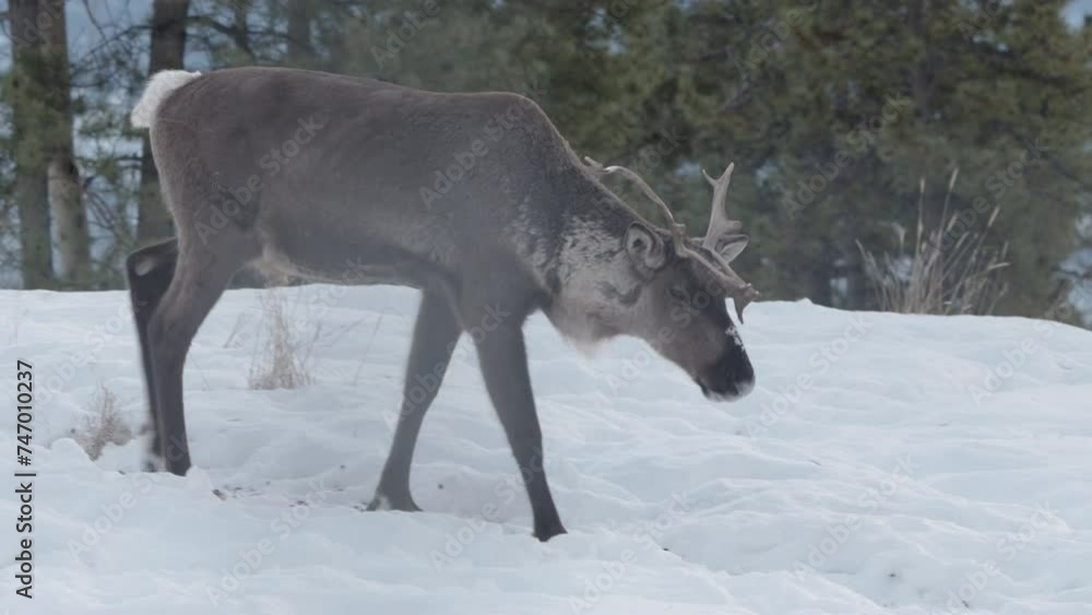 Boreal Woodland Caribou Walking On Snow-covered Landscape In Yukon, Canada. closeup, tracking shot Boreal Woodland Caribou Walking On Snow-covered Landscape In Yukon, Canada. closeup, tracking shot
