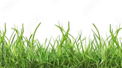 fresh spring green grass, isolated on transparent and white background.