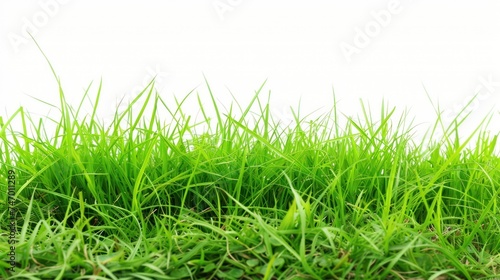 Grass with white background