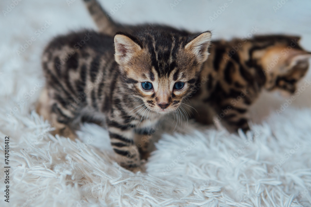 Cute bengal one month old kitten on the white fury blanket close-up. Cute bengal one month old kitten on the white fury blanket close-up.